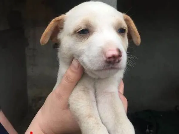 Cachorro ra a srd idade Abaixo de 2 meses nome Filhotes