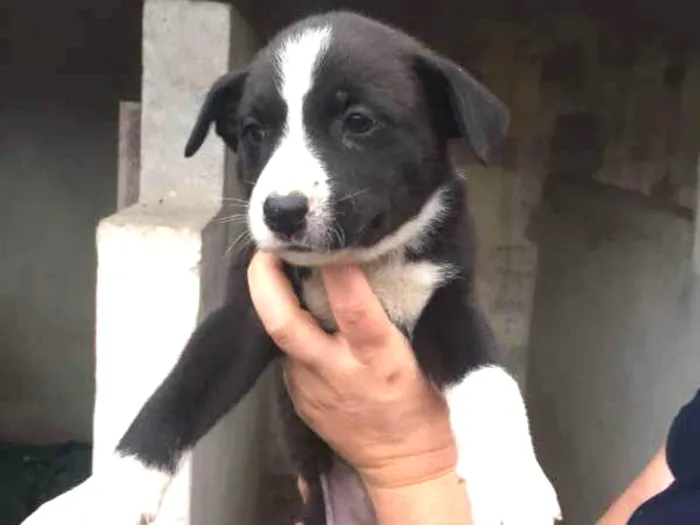 Cachorro ra a srd idade Abaixo de 2 meses nome Filhotes