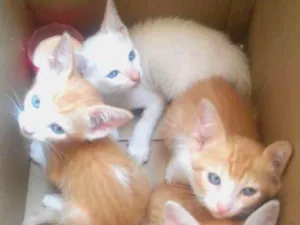 Gato raça Srd idade 2 a 6 meses nome A definir