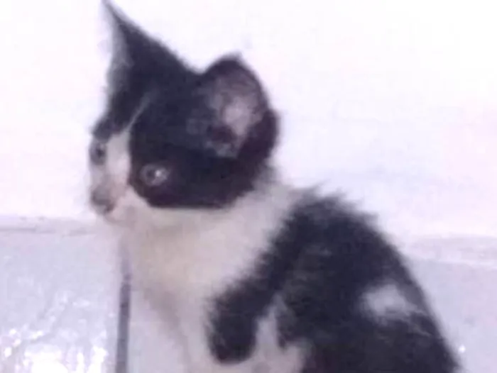 Gato ra a Vira-lata idade Abaixo de 2 meses nome Não coloquei nomes