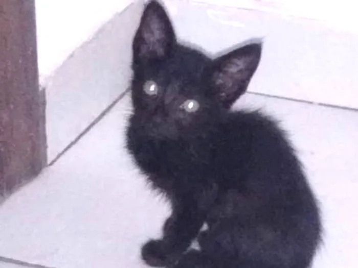 Gato ra a Vira-lata idade Abaixo de 2 meses nome Não coloquei nomes