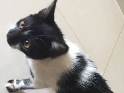 Gato ra a  idade Abaixo de 2 meses nome Sem nome
