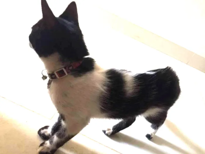 Gato ra a  idade Abaixo de 2 meses nome Sem nome