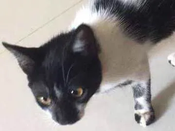 Gato ra a  idade Abaixo de 2 meses nome Sem nome