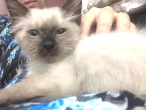 Gato raça SRD idade Abaixo de 2 meses nome Bobby 
