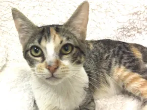 Gato raça SRD idade 2 a 6 meses nome AMARYLLIS