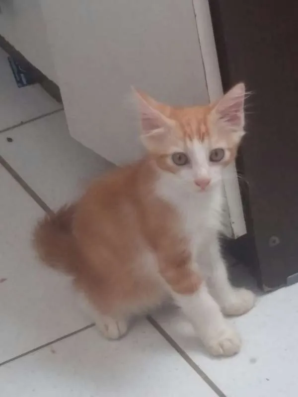 Gato raça SRD idade 2 a 6 meses nome Bruno