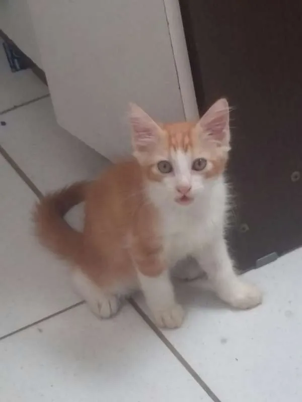 Gato raça SRD idade 2 a 6 meses nome Bruno