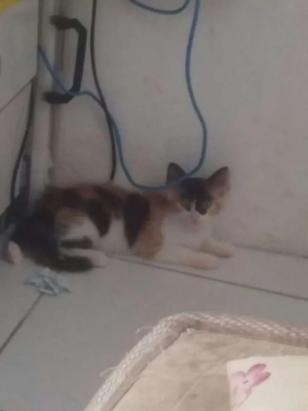 Gato raça SRD idade 2 a 6 meses nome Stella
