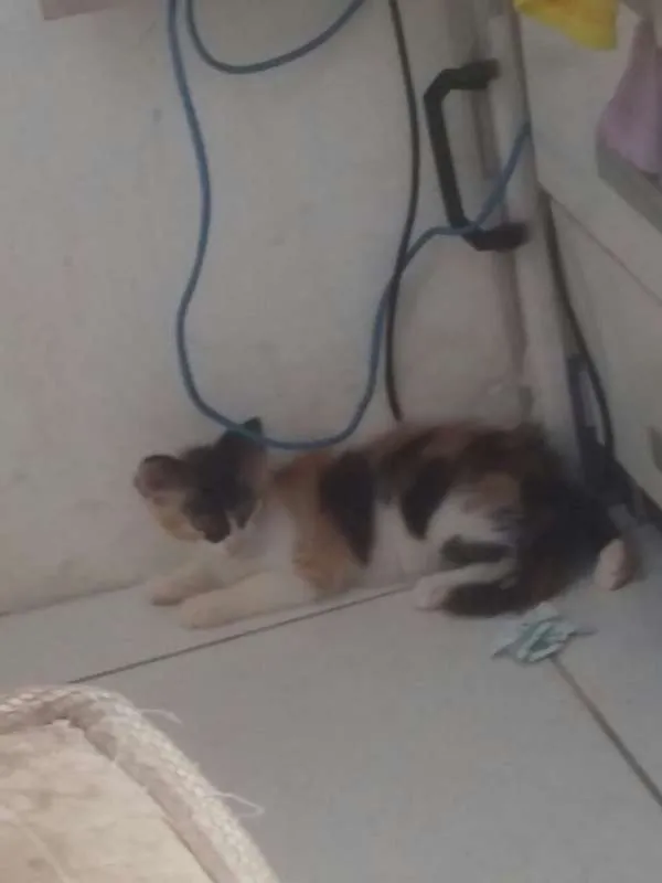 Gato raça SRD idade 2 a 6 meses nome Stella
