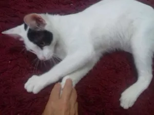 Gato raça Não sabemos idade 2 a 6 meses nome O chamamos de Jack
