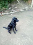 Lola