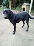 Lola