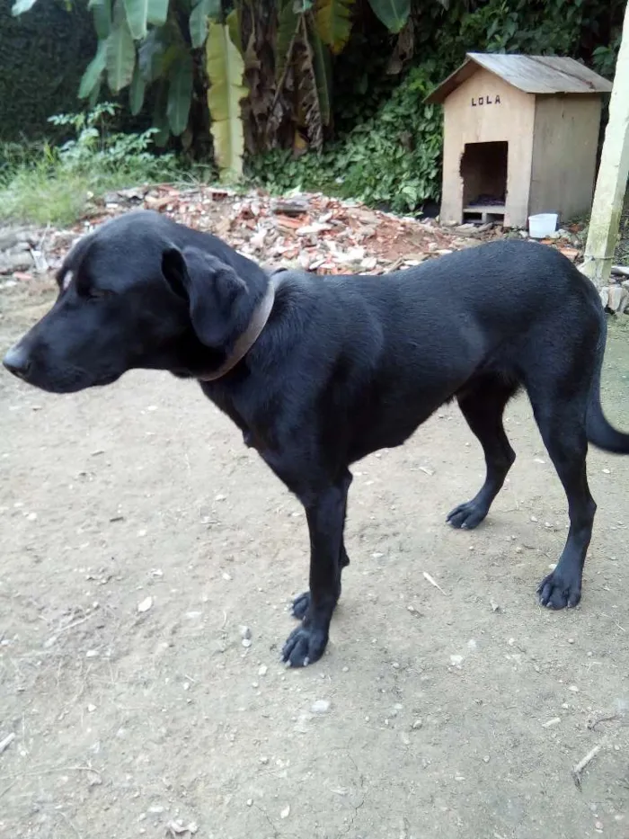 Cachorro ra a Labrador  idade 7 a 11 meses nome Lola