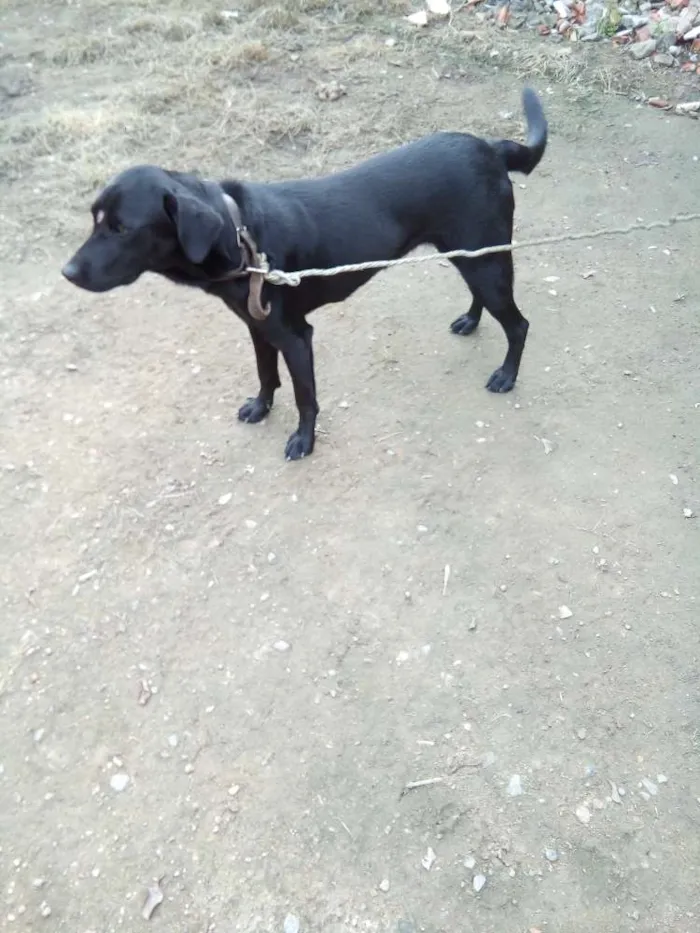 Cachorro ra a Labrador  idade 7 a 11 meses nome Lola