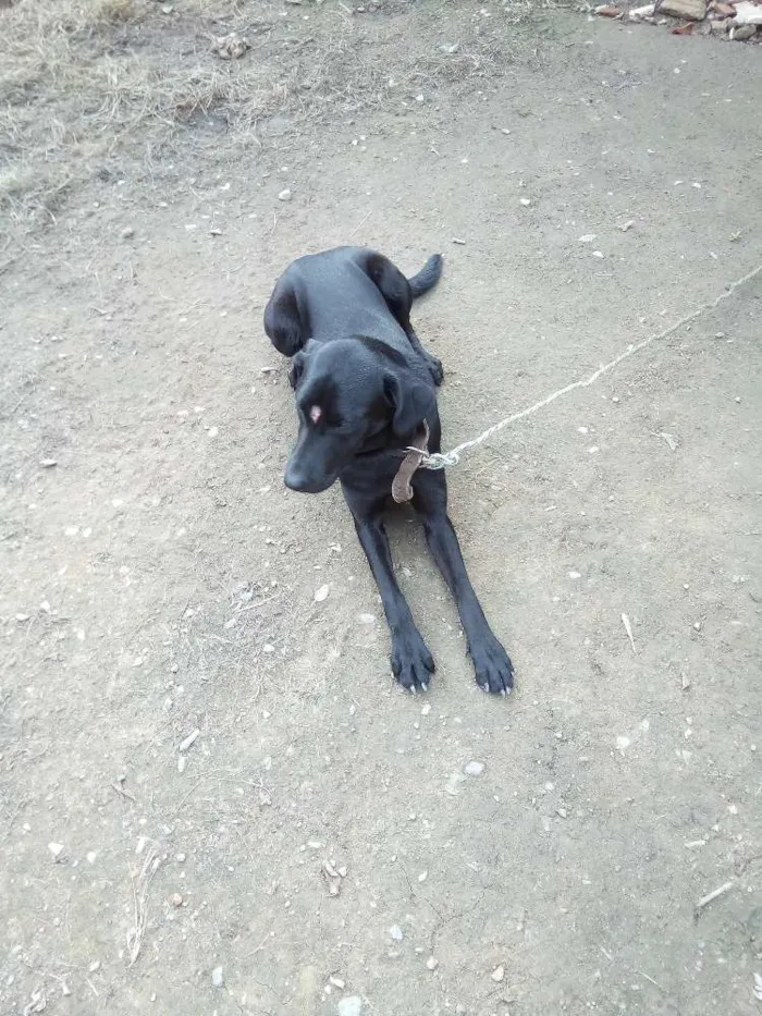 Cachorro ra a Labrador  idade 7 a 11 meses nome Lola