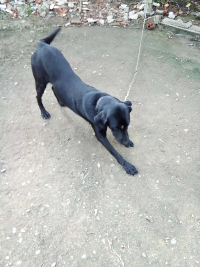 Cachorro ra a Labrador  idade 7 a 11 meses nome Lola