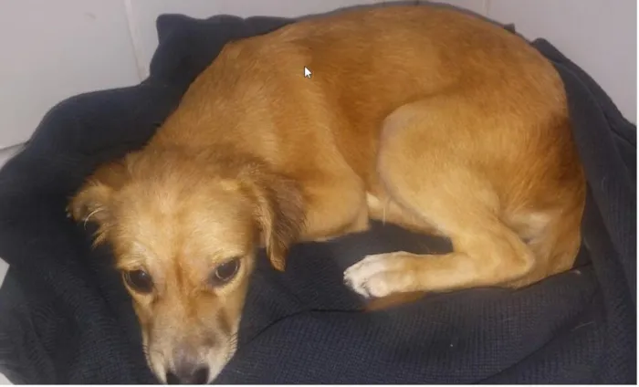Cachorro raça SRD idade 2 a 6 meses nome -