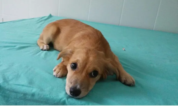 Cachorro raça SRD idade 2 a 6 meses nome -
