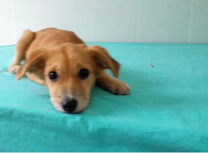Cachorro raça SRD idade 2 a 6 meses nome -