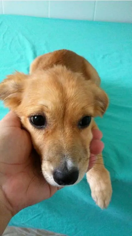 Cachorro raça SRD idade 2 a 6 meses nome -