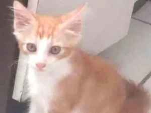 Gato raça SRD idade 2 a 6 meses nome Bruno