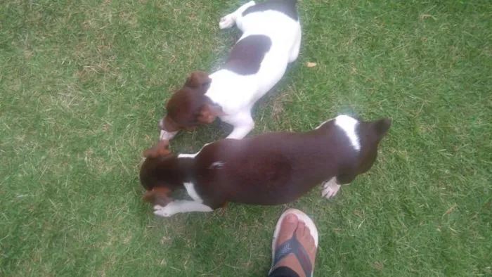 Cachorro raça fox paulistinha idade 7 a 11 meses nome Spyke/Mel
