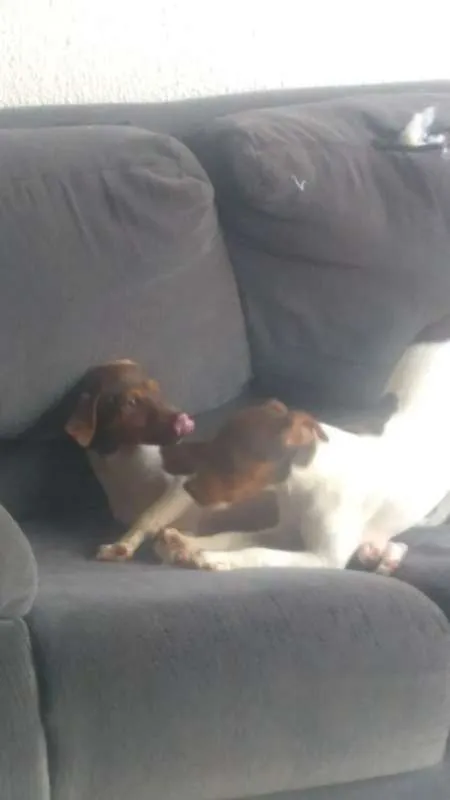 Cachorro raça fox paulistinha idade 7 a 11 meses nome Spyke/Mel