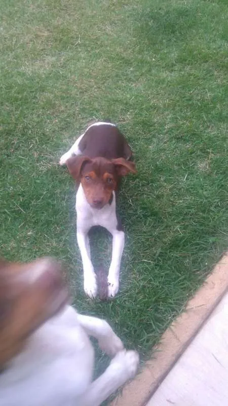 Cachorro raça fox paulistinha idade 7 a 11 meses nome Spyke/Mel