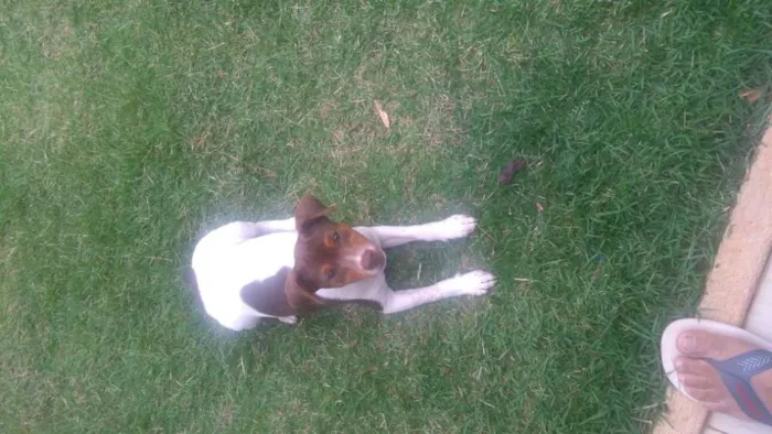 Cachorro raça fox paulistinha idade 7 a 11 meses nome Spyke/Mel