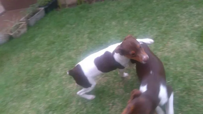 Cachorro raça fox paulistinha idade 7 a 11 meses nome Spyke/Mel