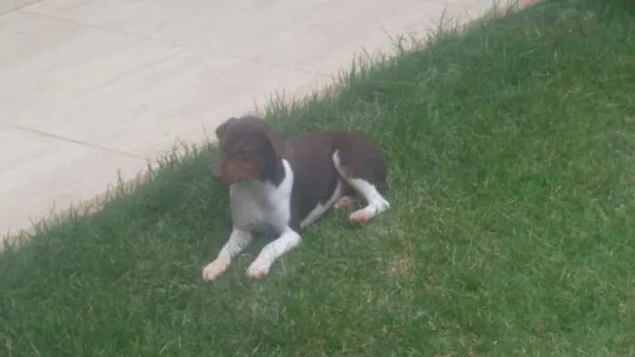 Cachorro raça fox paulistinha idade 7 a 11 meses nome Spyke/Mel