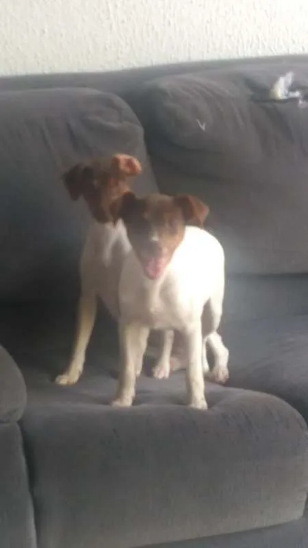 Cachorro raça fox paulistinha idade 7 a 11 meses nome Spyke/Mel