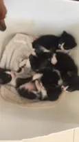 são 5 gatos sem nome