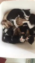 são 5 gatos sem nome