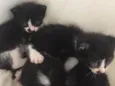 são 5 gatos sem nome