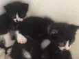 são 5 gatos sem nome