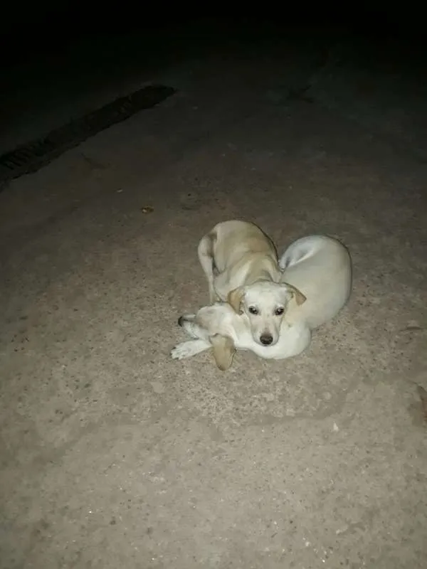 Cachorro ra a - idade 7 a 11 meses nome -