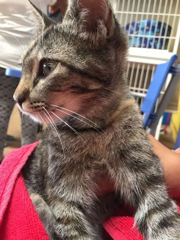 Gato ra a  idade 2 a 6 meses nome Sem Nome