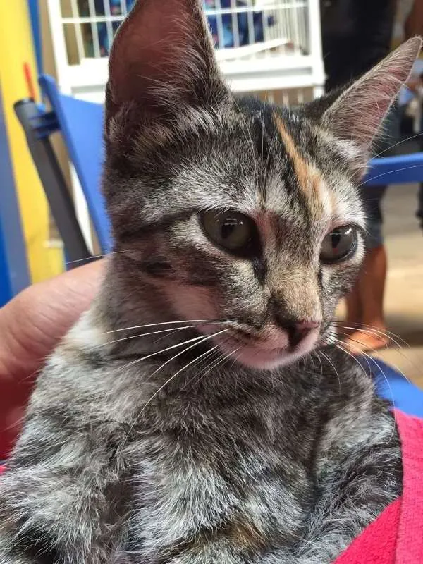 Gato ra a  idade 2 a 6 meses nome Sem Nome