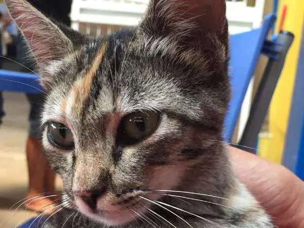 Gato ra a  idade 2 a 6 meses nome Sem Nome