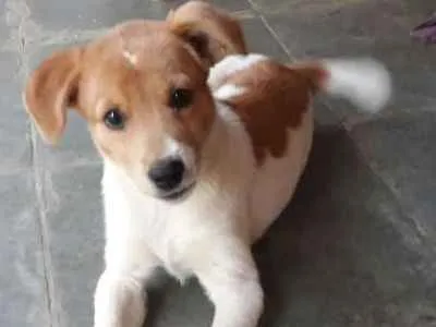 Cachorro ra a - idade 7 a 11 meses nome -