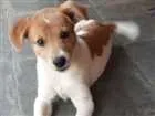 Cachorro raça - idade 7 a 11 meses nome -