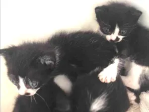Gato raça Gatos sem raça definida  idade 2 a 6 meses nome são 5 gatos sem nome