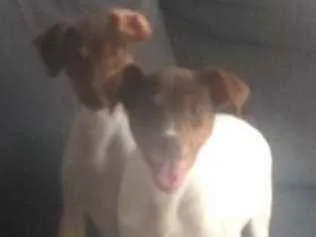 Cachorro raça fox paulistinha idade 7 a 11 meses nome Spyke/Mel