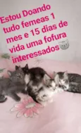 Nao tem