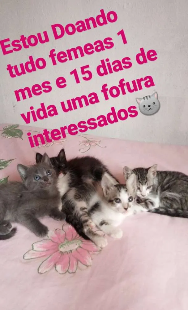 Gato ra a Mistura idade 2 a 6 meses nome Nao tem