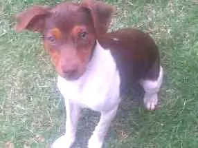 Cachorro raça fox paulistinha idade 7 a 11 meses nome Spyke/Mel