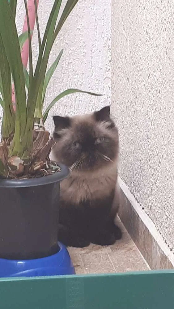 Gato ra a Persa idade 7 a 11 meses nome Wisk