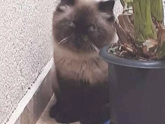 Gato ra a Persa idade 7 a 11 meses nome Wisk